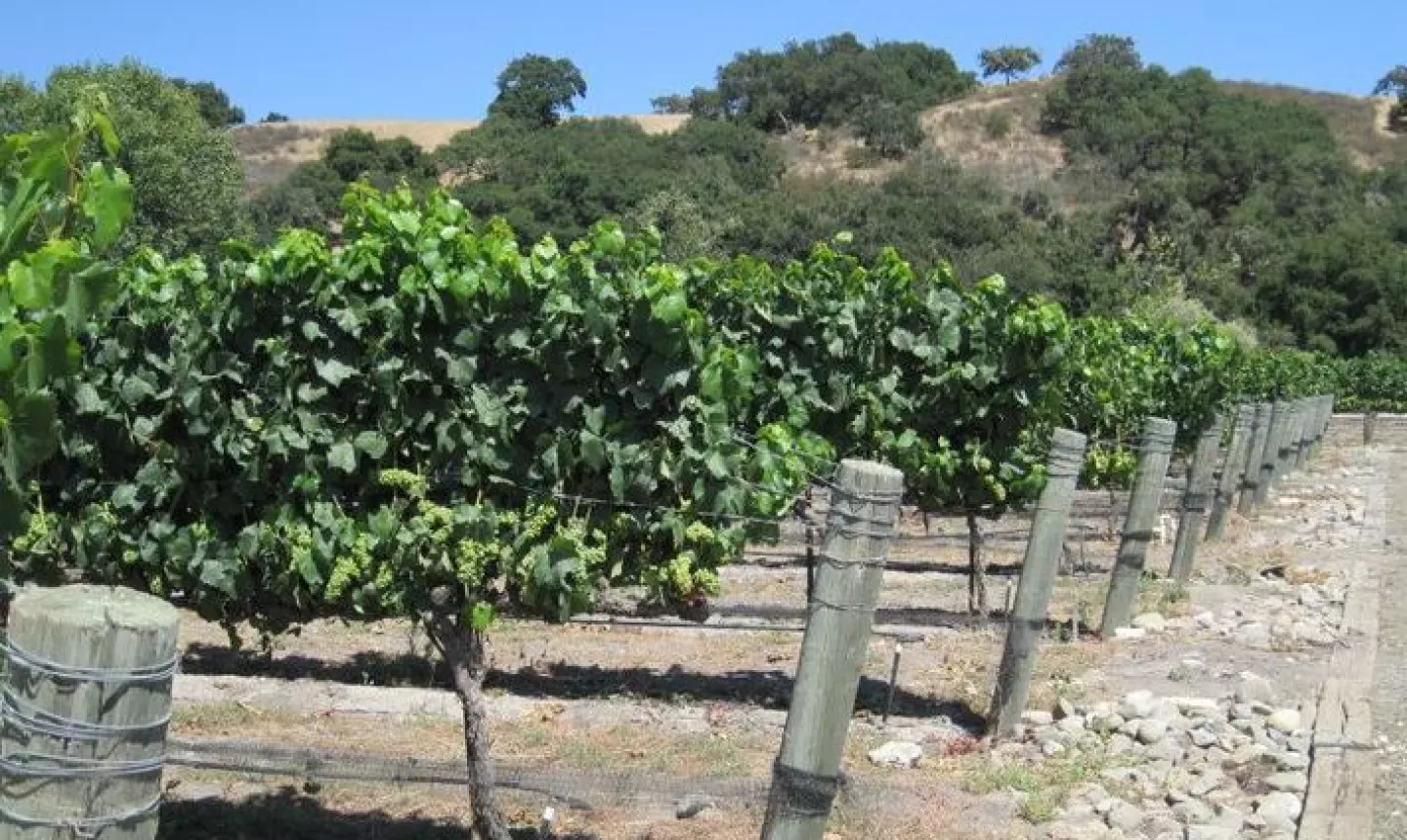 Fess Parker Winery - Los Olivos