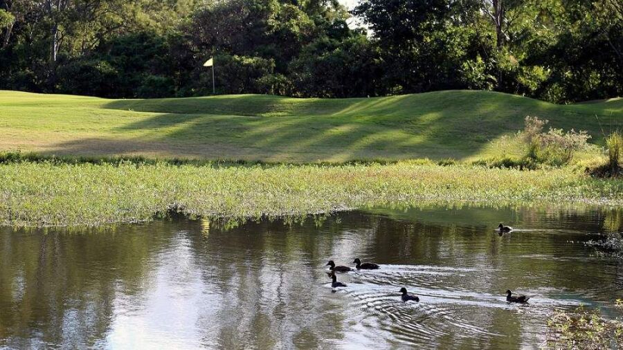 Virginia Golf Club ducks