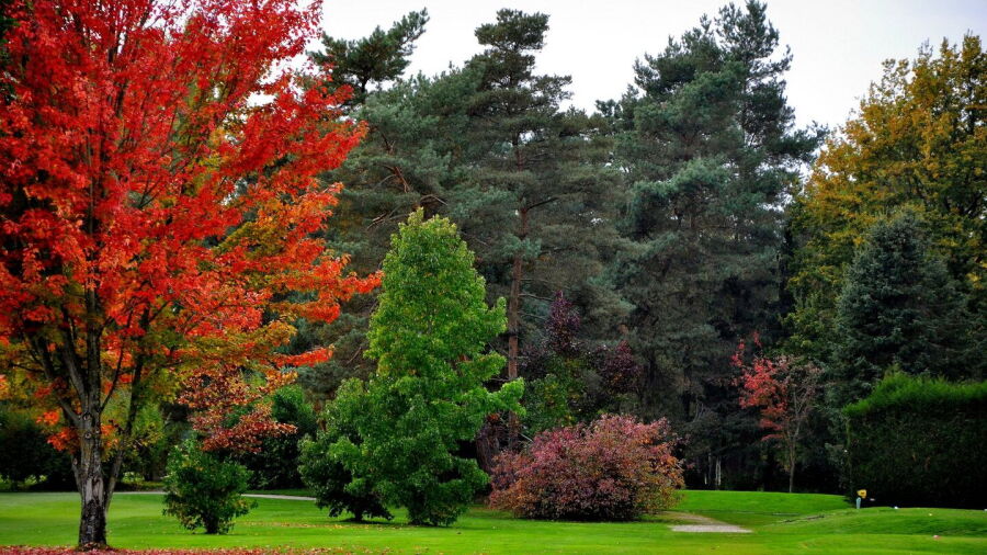 Des Bouleaux GC