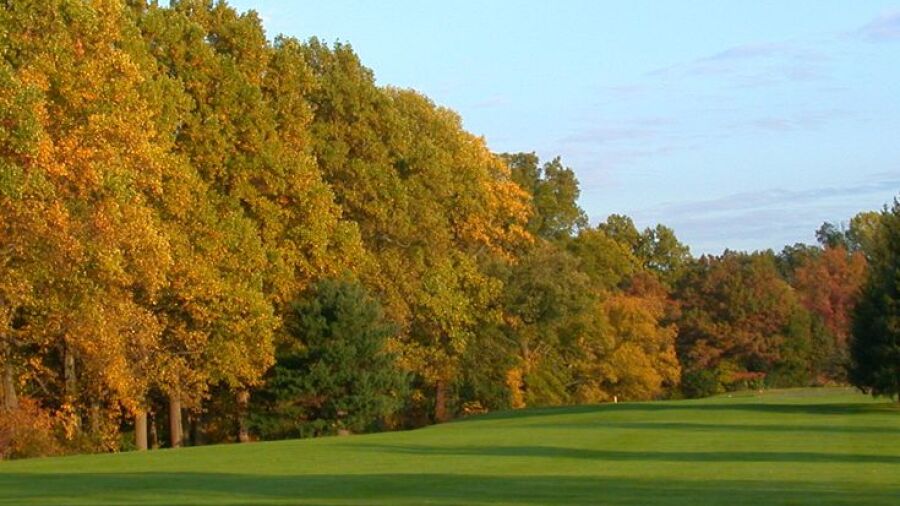 Golden Pheasant GC