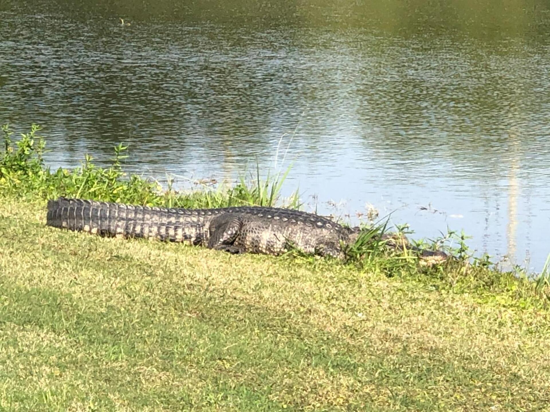 (Photo submitted by Ookpdeb2002 on 11/25/2019)