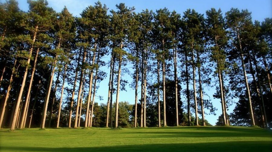 Pine Valley GC