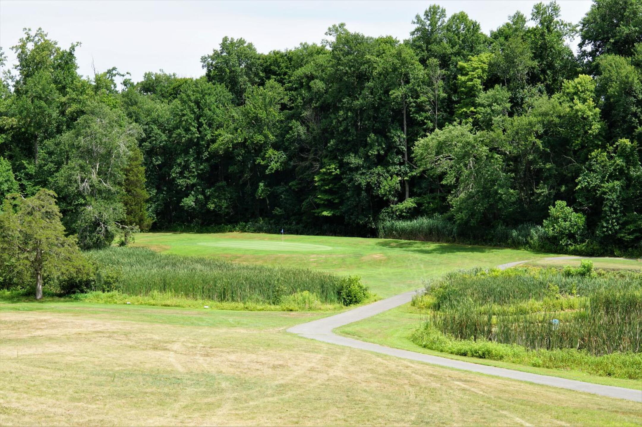 Your tee shot at the par-3 fifteenth must traverse a mashy pond. (Photo submitted by AptlyLinked on 07/26/2022)
