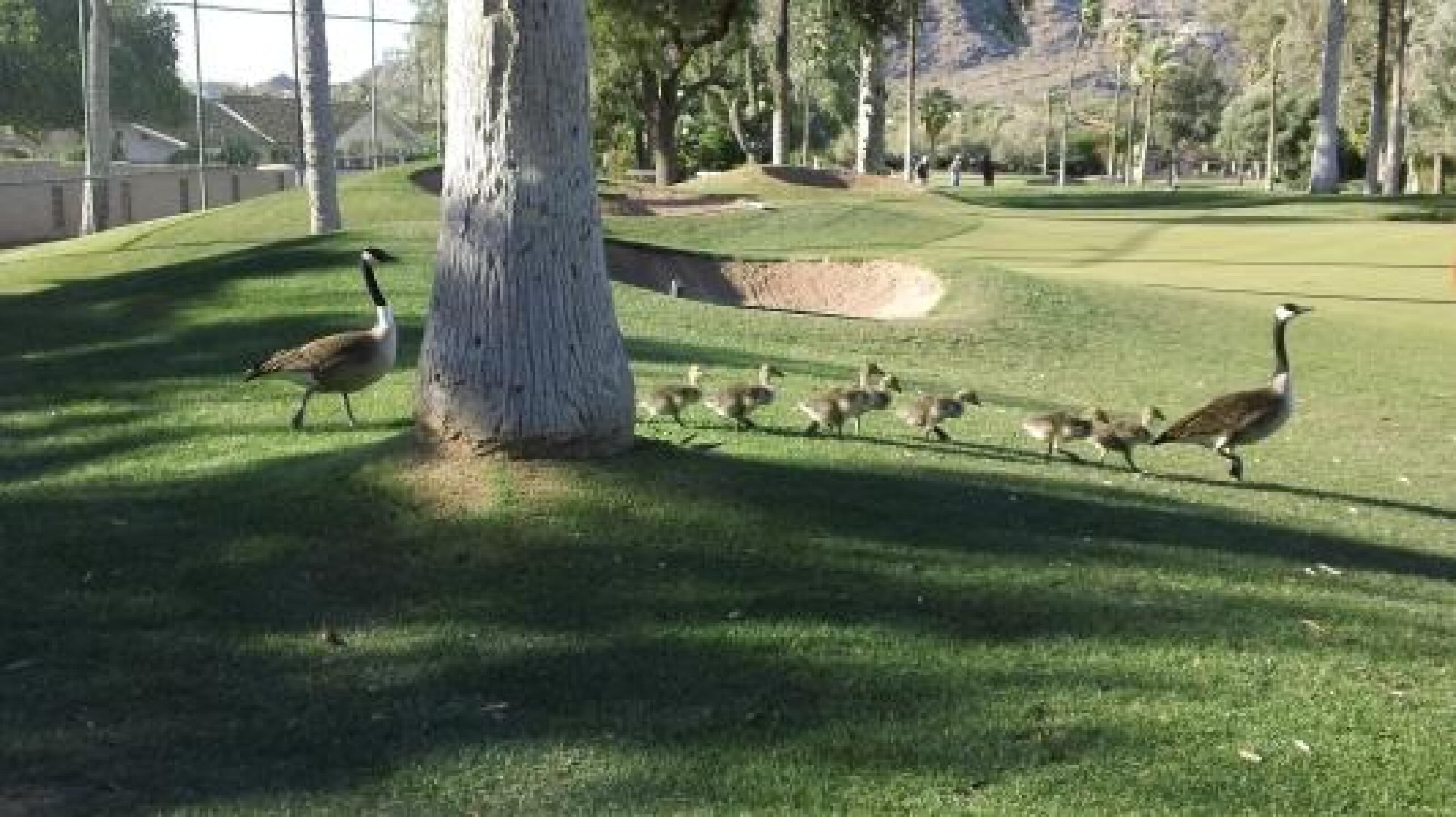 Beautiful course features, nature at its best! (Photo submitted by Randi212 on 04/18/2013)