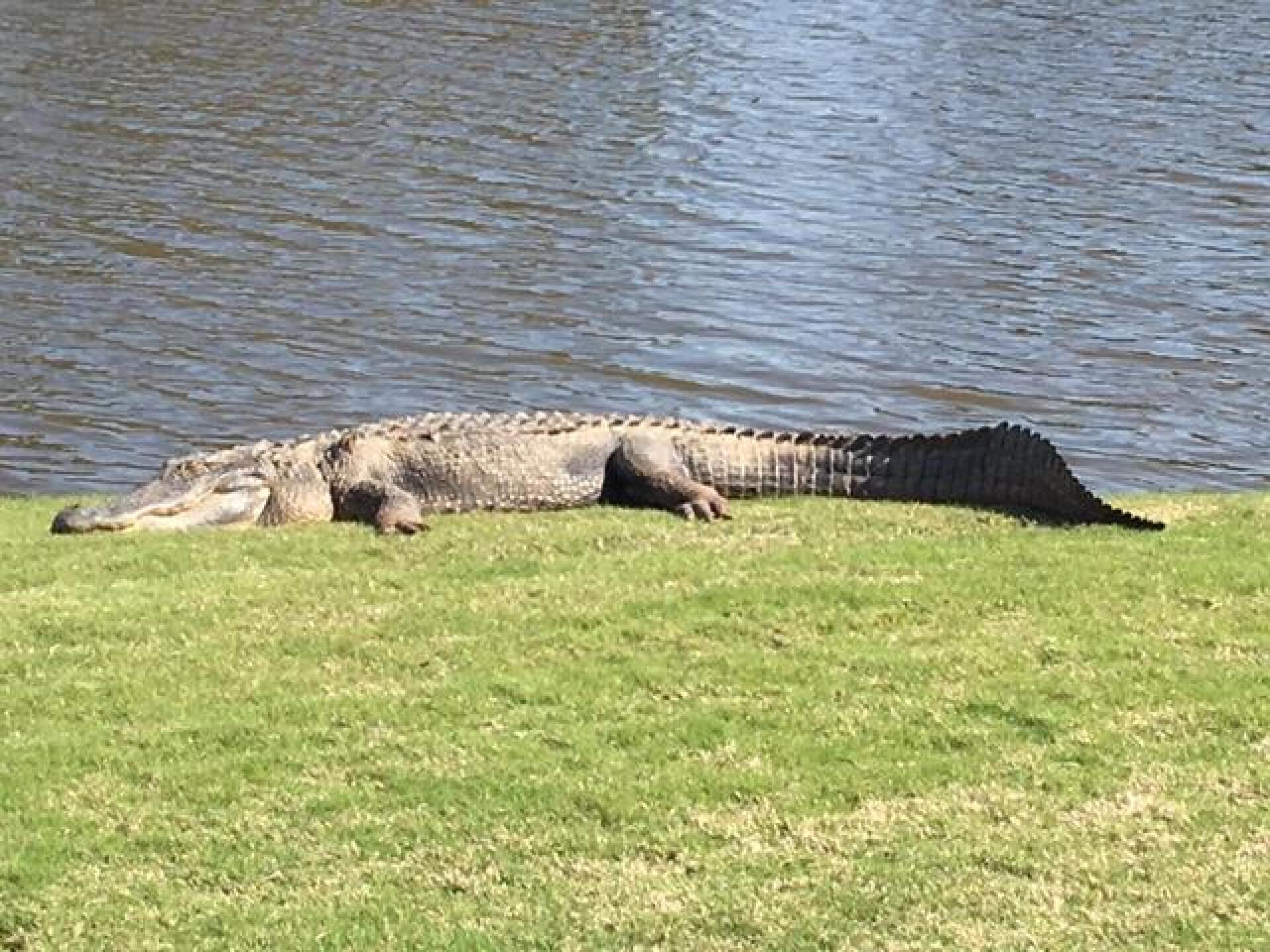 A beautiful day for a nap by the lake (Photo submitted by MICKEY31405 on 03/06/2017)