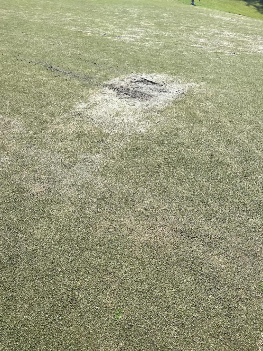 Result of overwatering (Photo submitted by lLa0ngTpQwNfGg3XeDb6 on 01/02/2023)