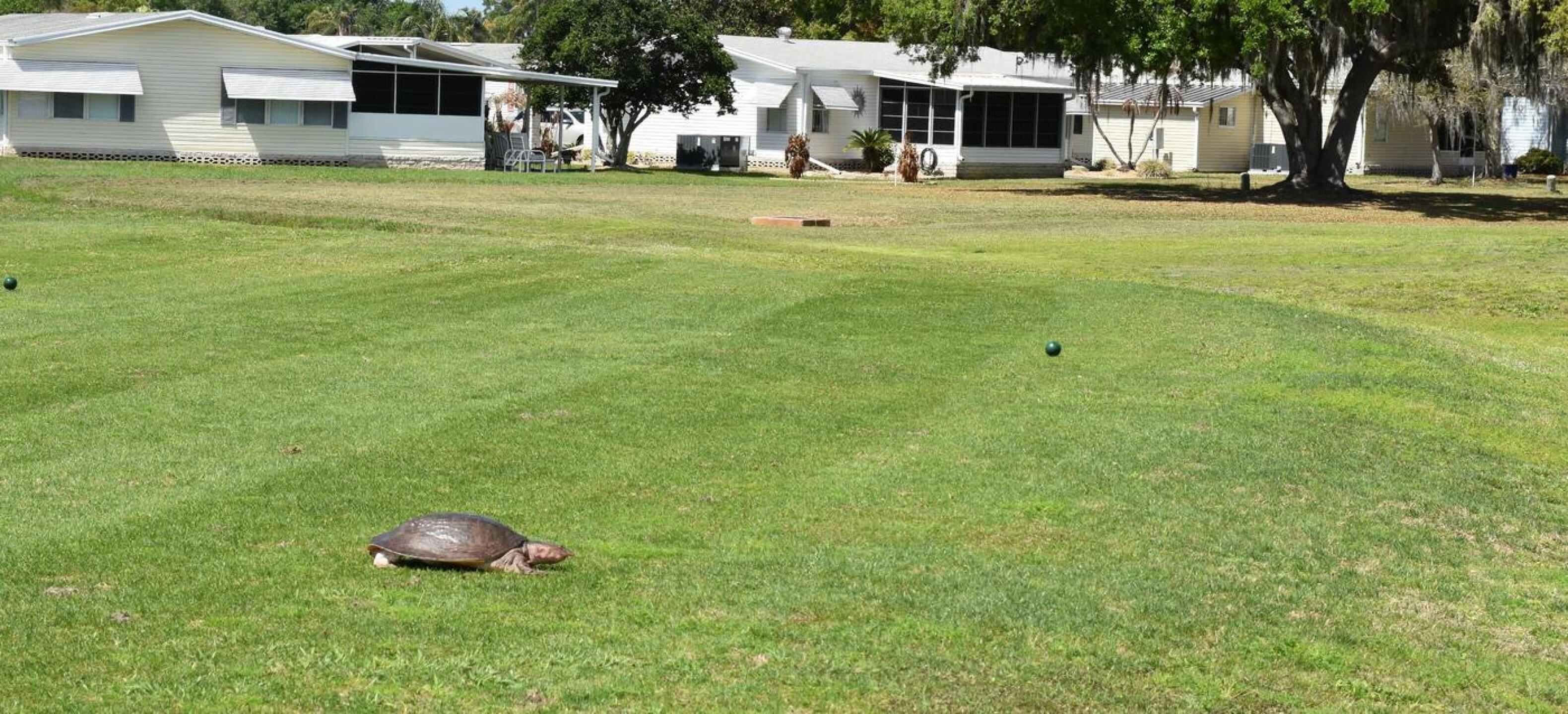 Judging by its pancake-like shell, this appears to be a Florida softshell turtle, who was traveling cautiously from pond to pond across the eleventh tee. (Photo submitted by AptlyLinked on 03/13/2026)