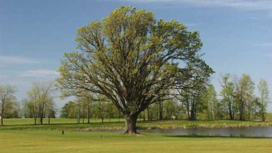 Island Oaks at Lima GCC
