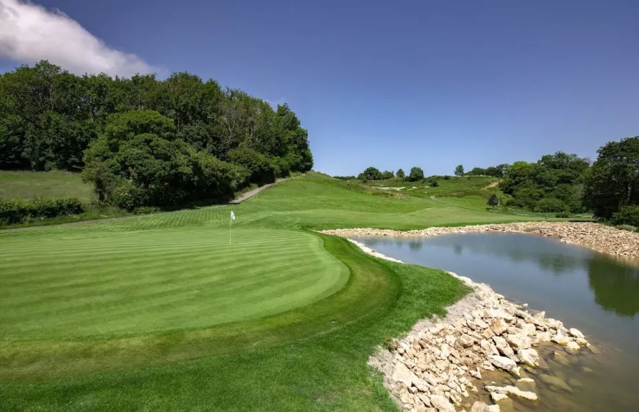 Mad Swans In The South Downs
