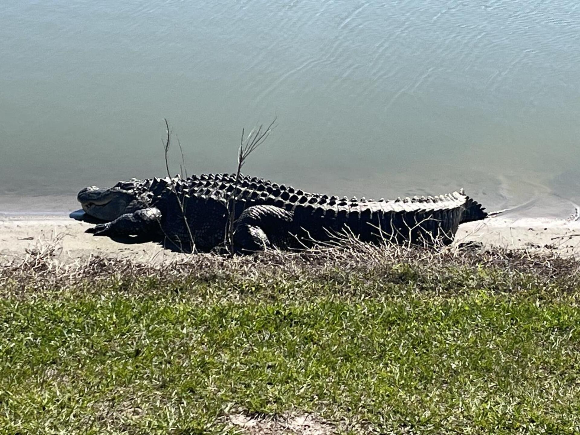 Monster  at least 16 feet (Photo submitted by BigDaddyo on 01/27/2023)