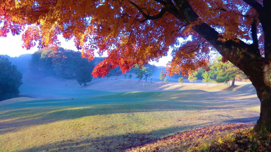 Hanno Park CC
