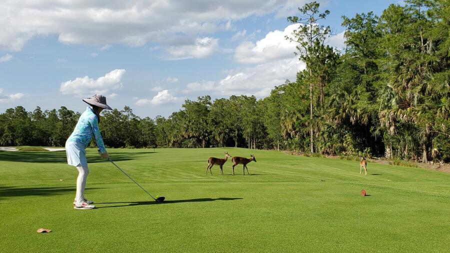 Forest Glen Golf and Country Club - deer