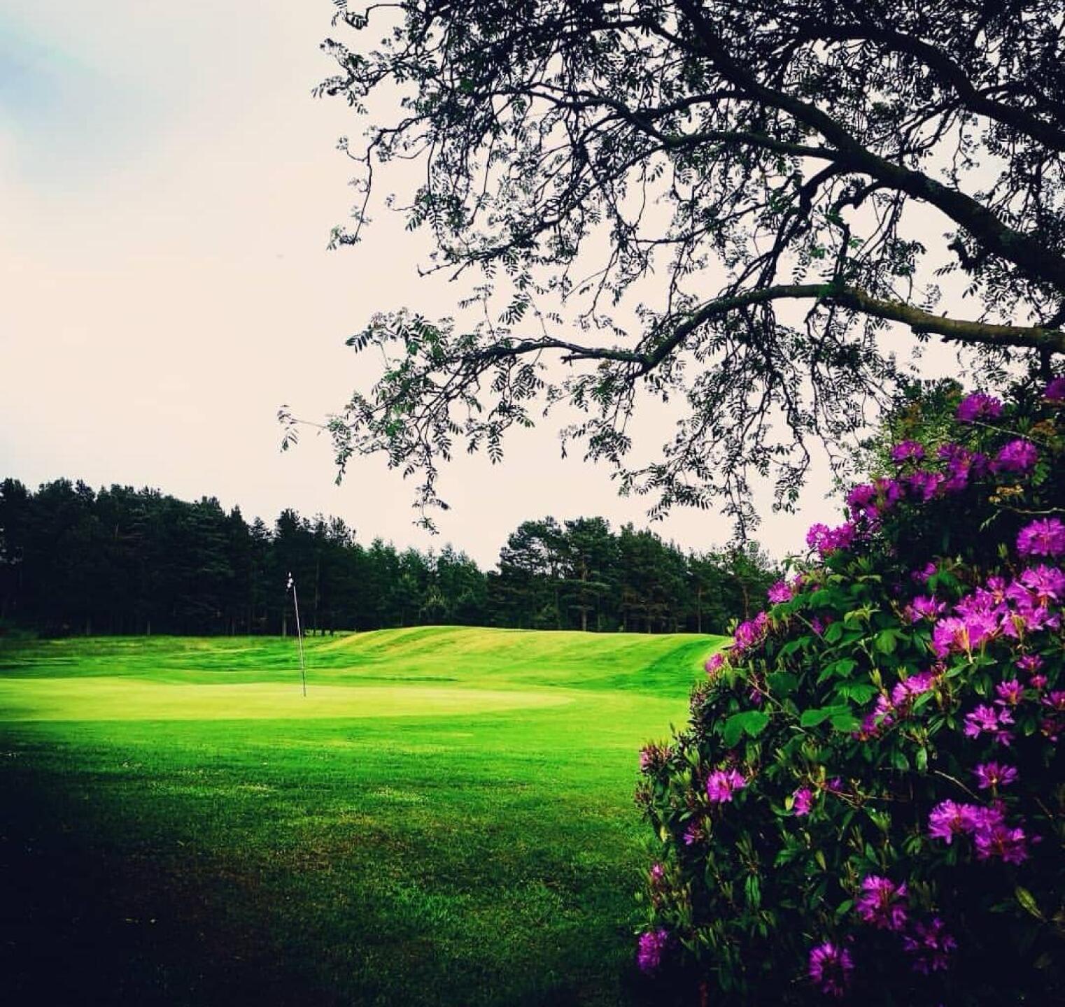 (Photo submitted by 2ez0qMeG1we34wID8mZR on 12/10/2019)