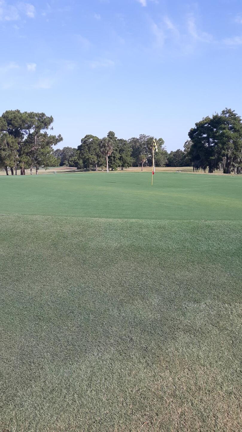 Green Greens (Photo submitted by miami20 on 05/27/2021)