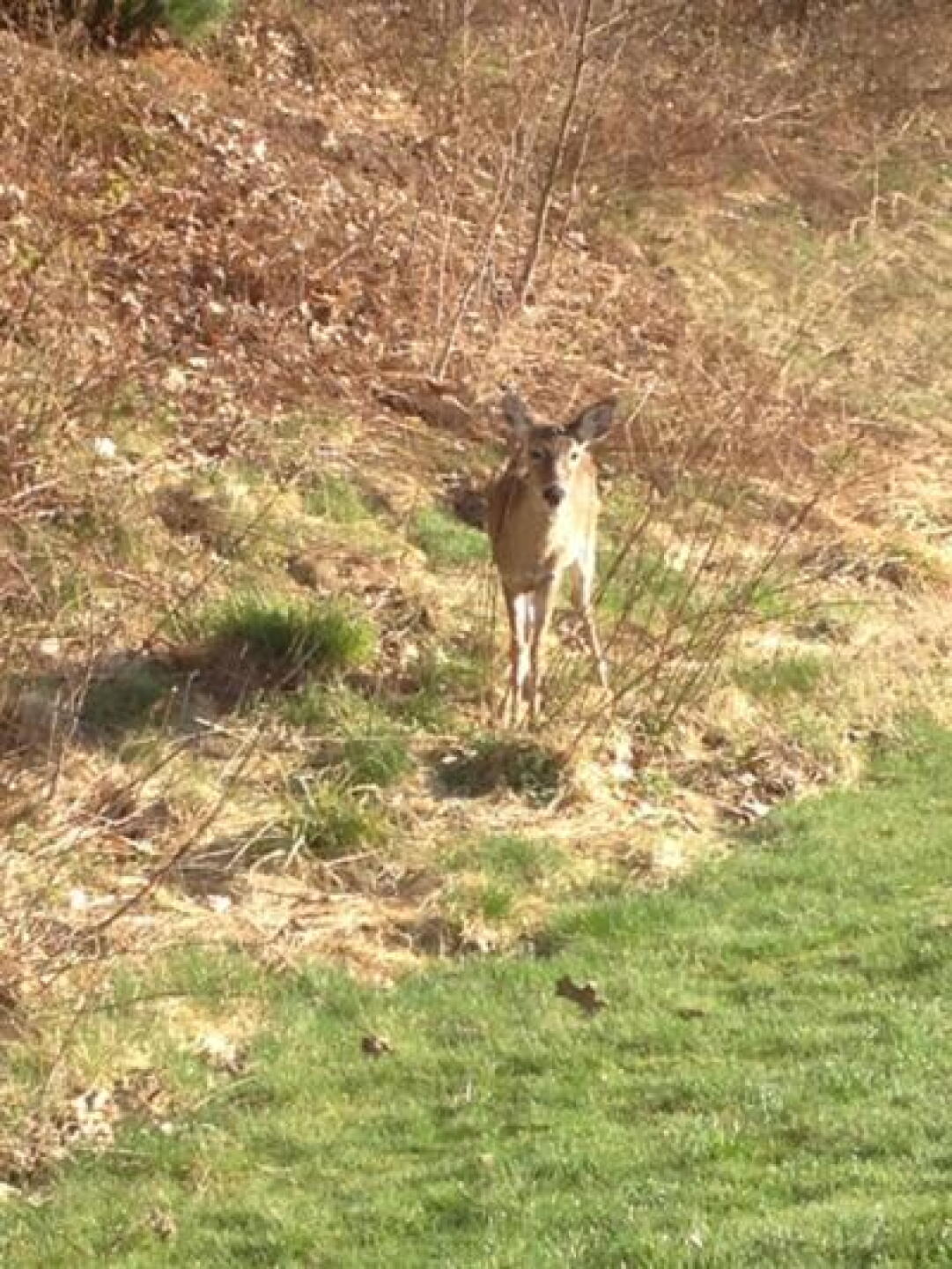 Wildlife siting! (Photo submitted by Coletrain77 on 04/23/2013)