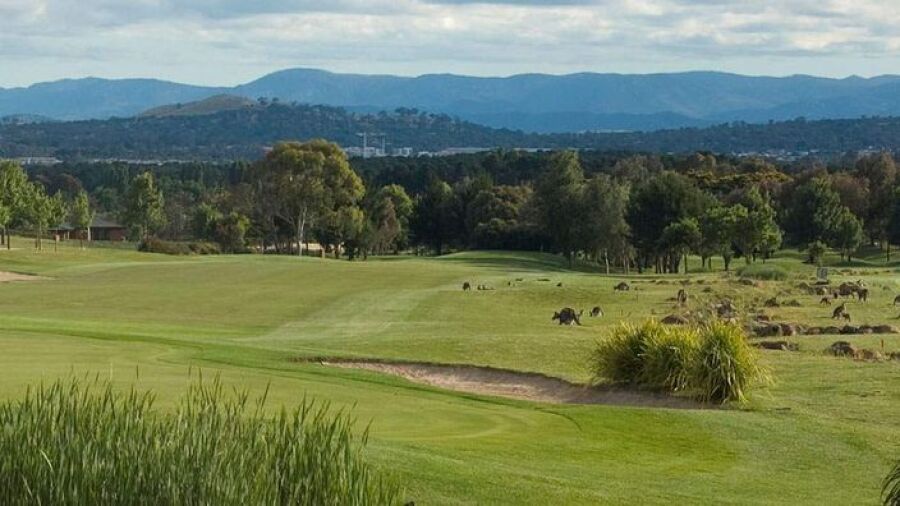 Gold Creek: kangaroos