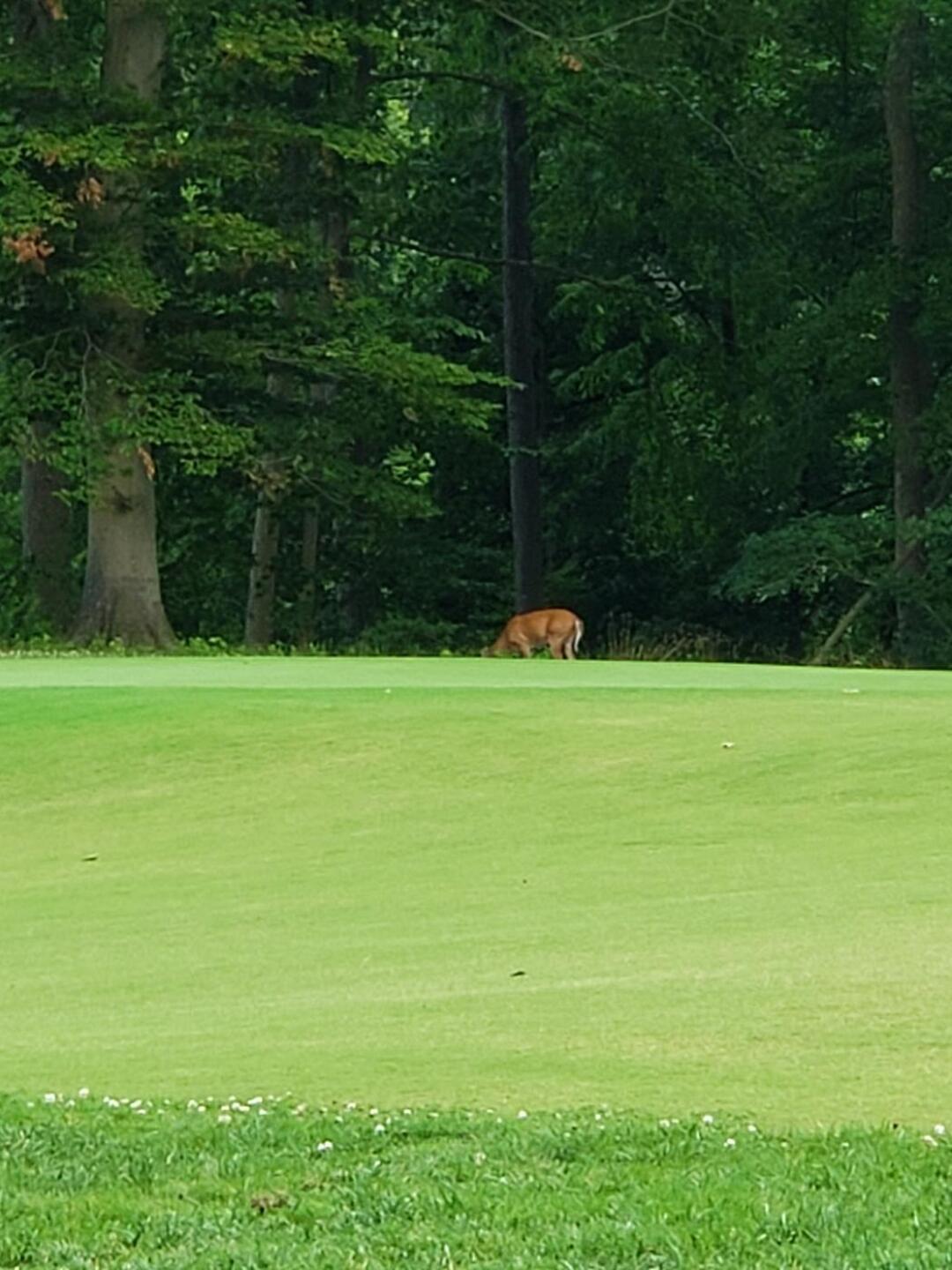 Wandering around the 8th green (Photo submitted by u8020456 on 07/11/2021)