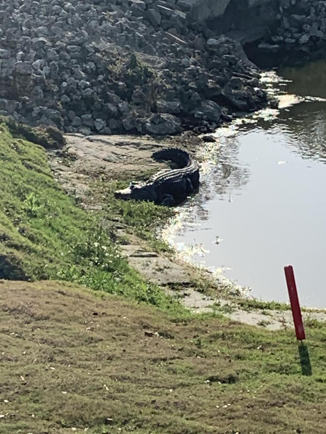 Gator chill (Photo submitted by Triple502 on 03/06/2023)
