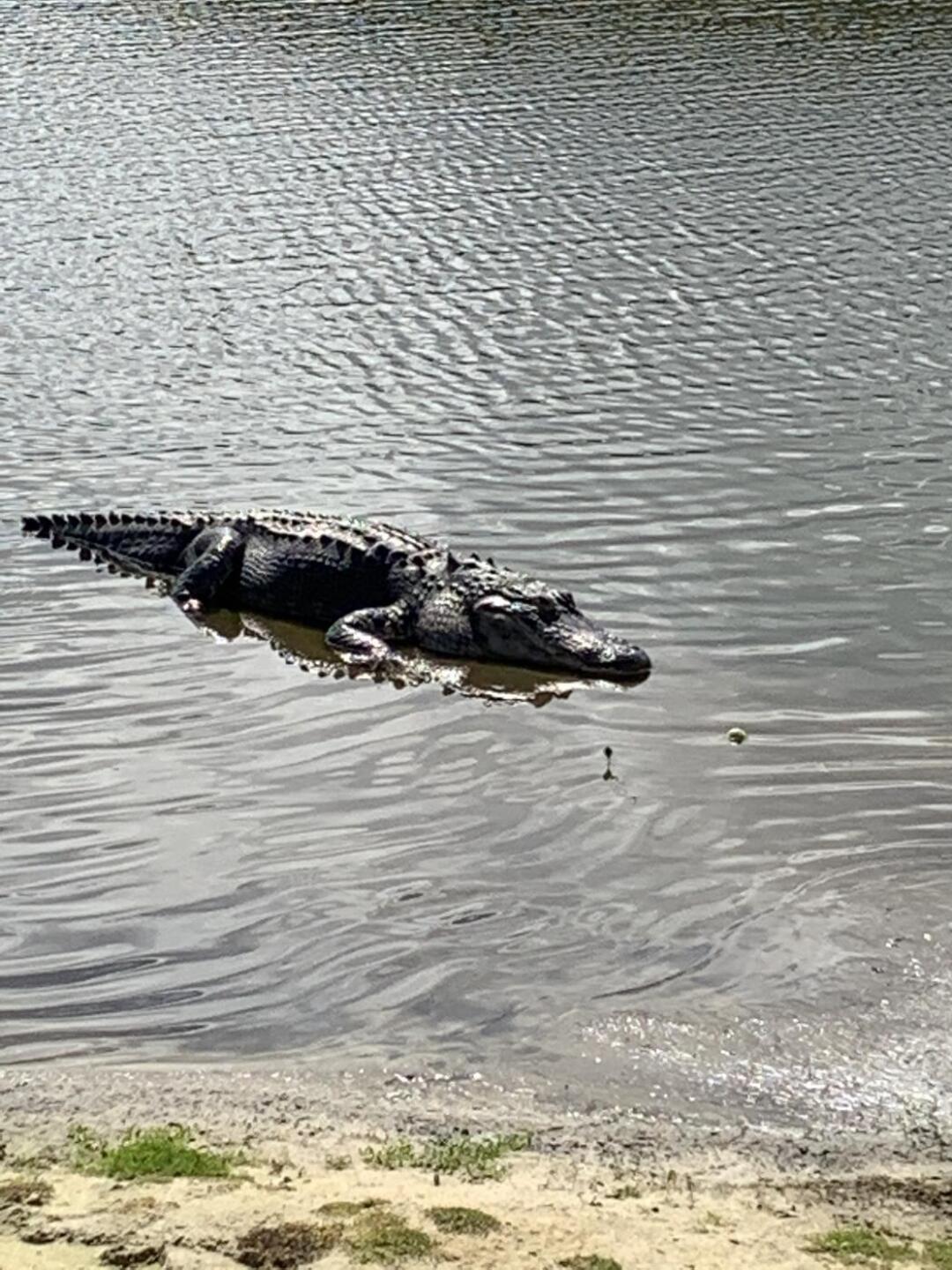 (Photo submitted by Tom3772559 on 03/09/2022)