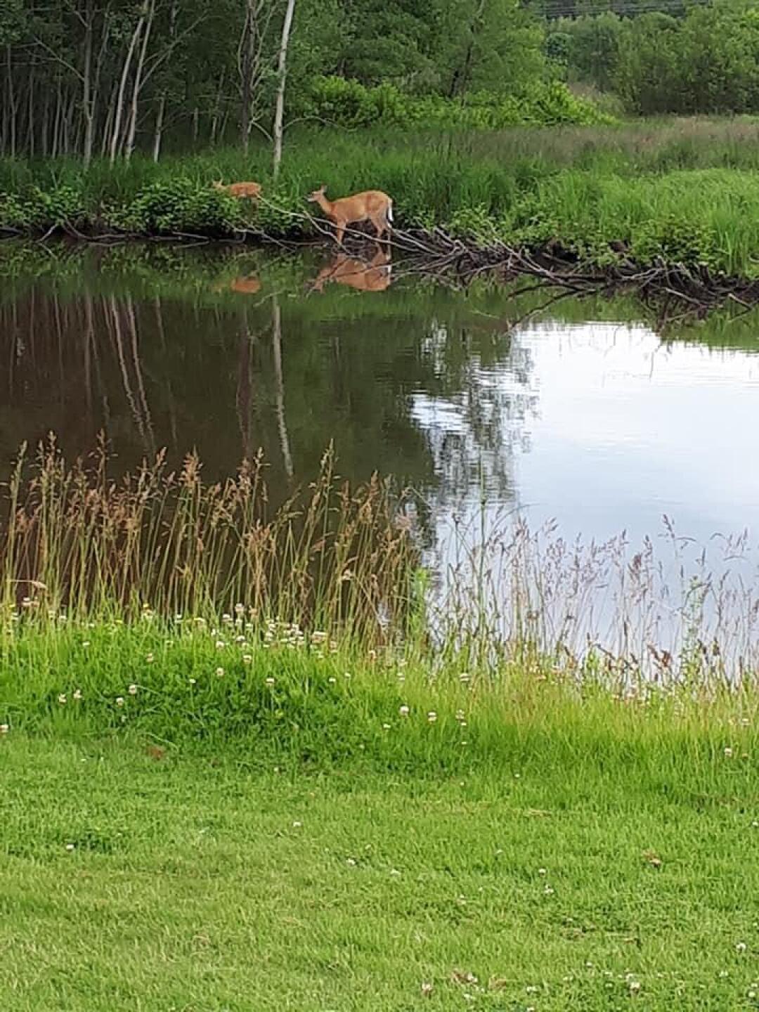 (Photo submitted by steampipe on 07/15/2019)