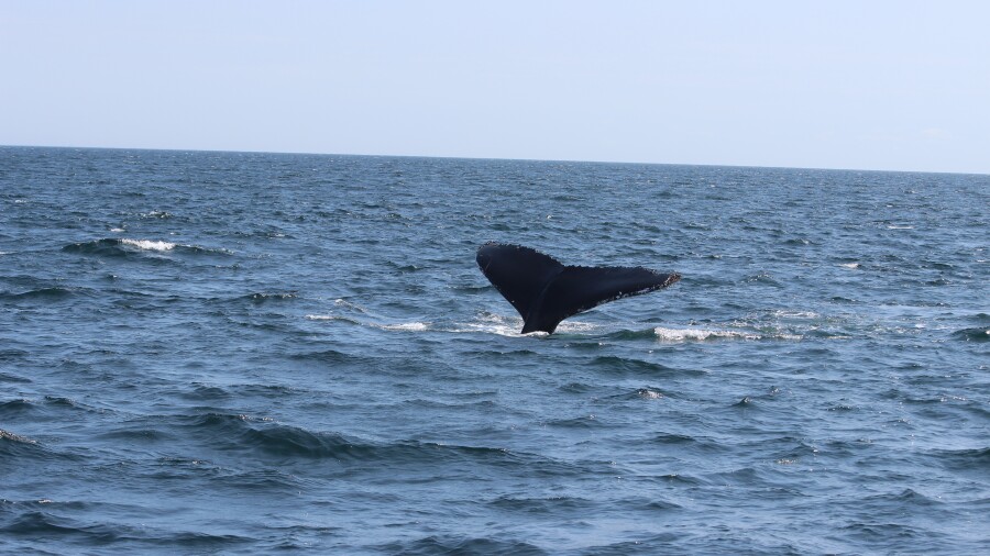 Cape Cod - whale watching