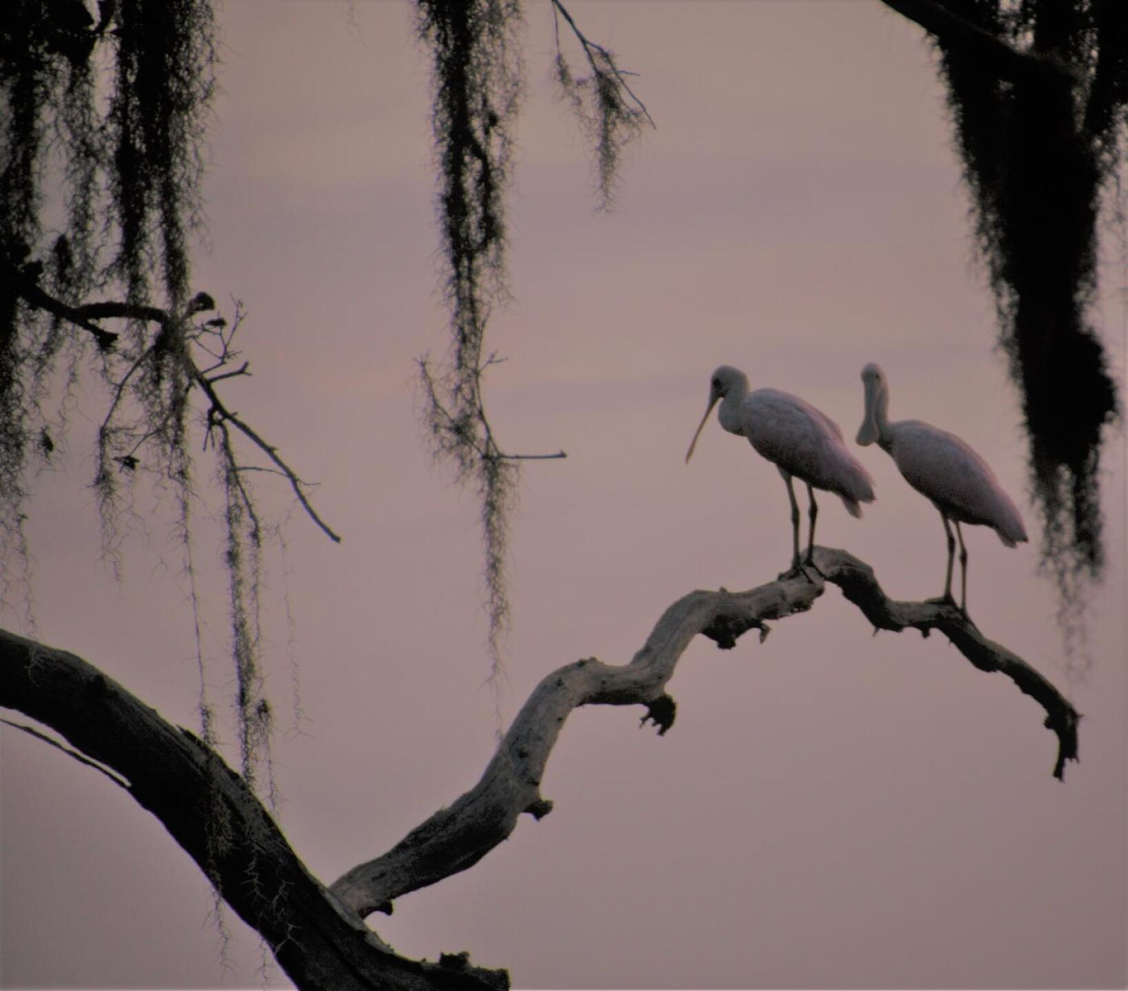 These pink roseates watched us tee off. (Photo submitted by W8oPg4KwLbCrZb6f7lr4 on 08/20/2019)