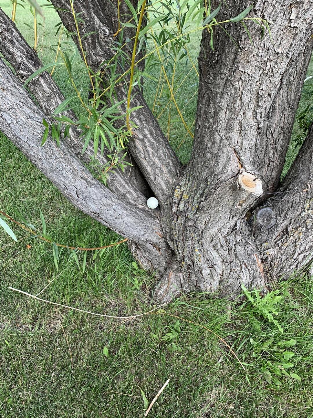 (Photo submitted by u314159544907 on 11/25/2020)