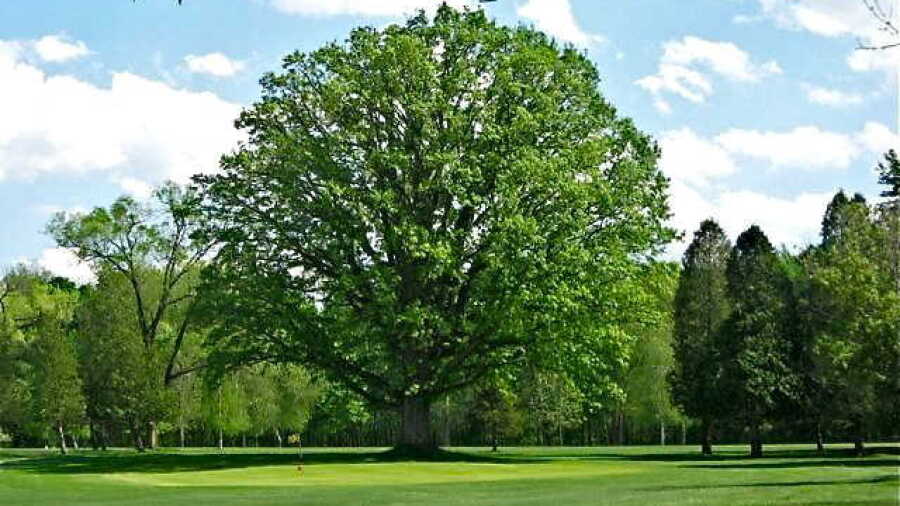 Old Oak GC