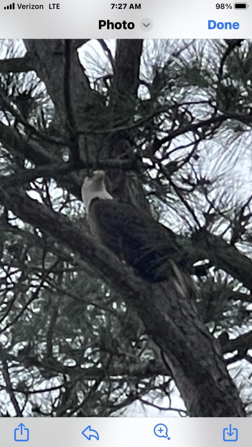 Bald Eagle on 7 (Photo submitted by u314163597260 on 01/30/2023)