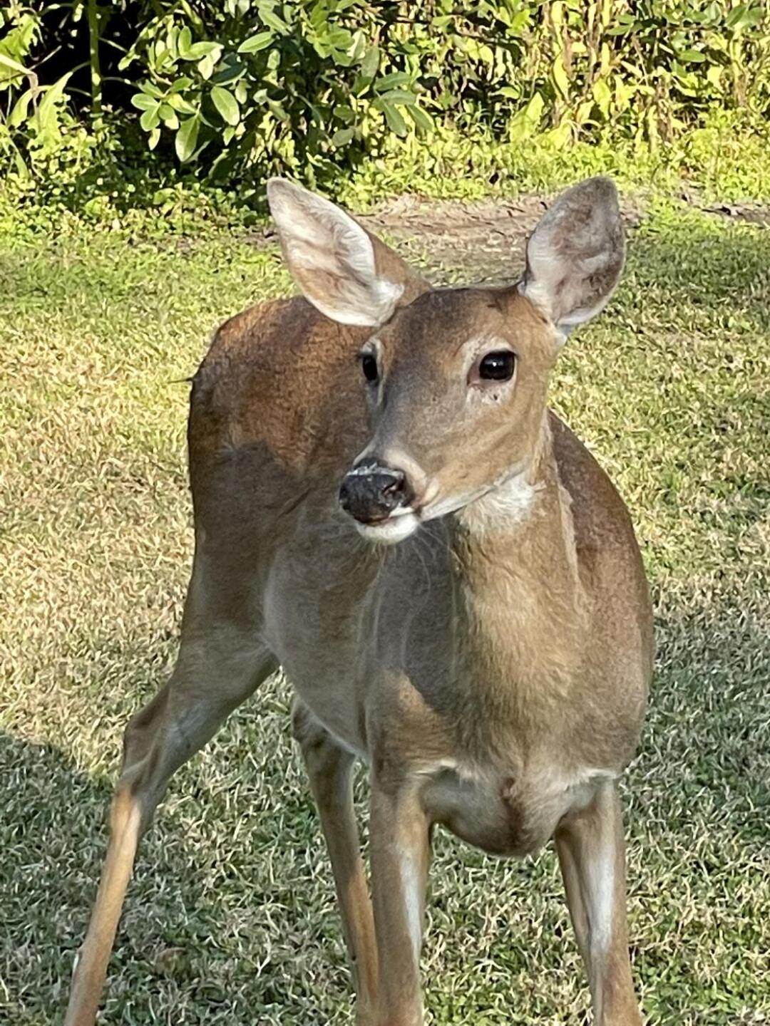 (Photo submitted by golfdealseeker on 02/11/2022)