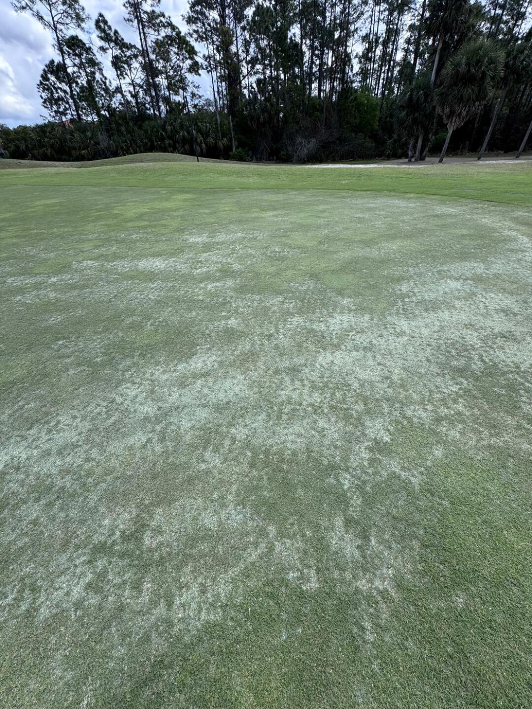 (Photo submitted by AlexDelaHoz on 03/17/2026)