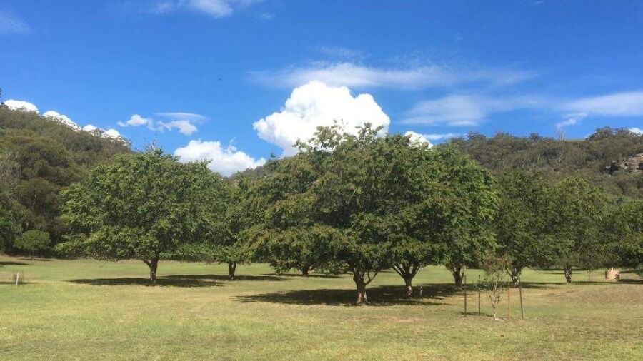 Murrurundi GC