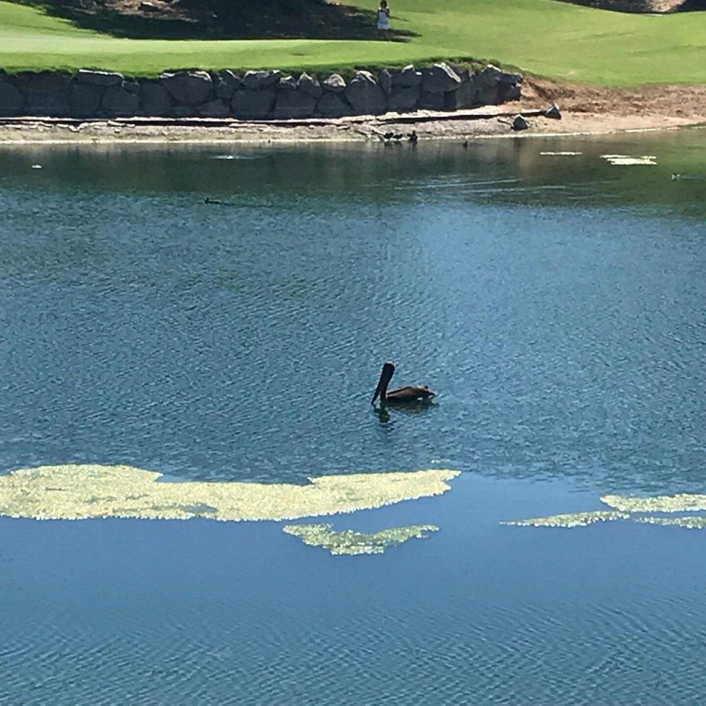 (Photo submitted by GREGCGOLFER on 09/12/2018)