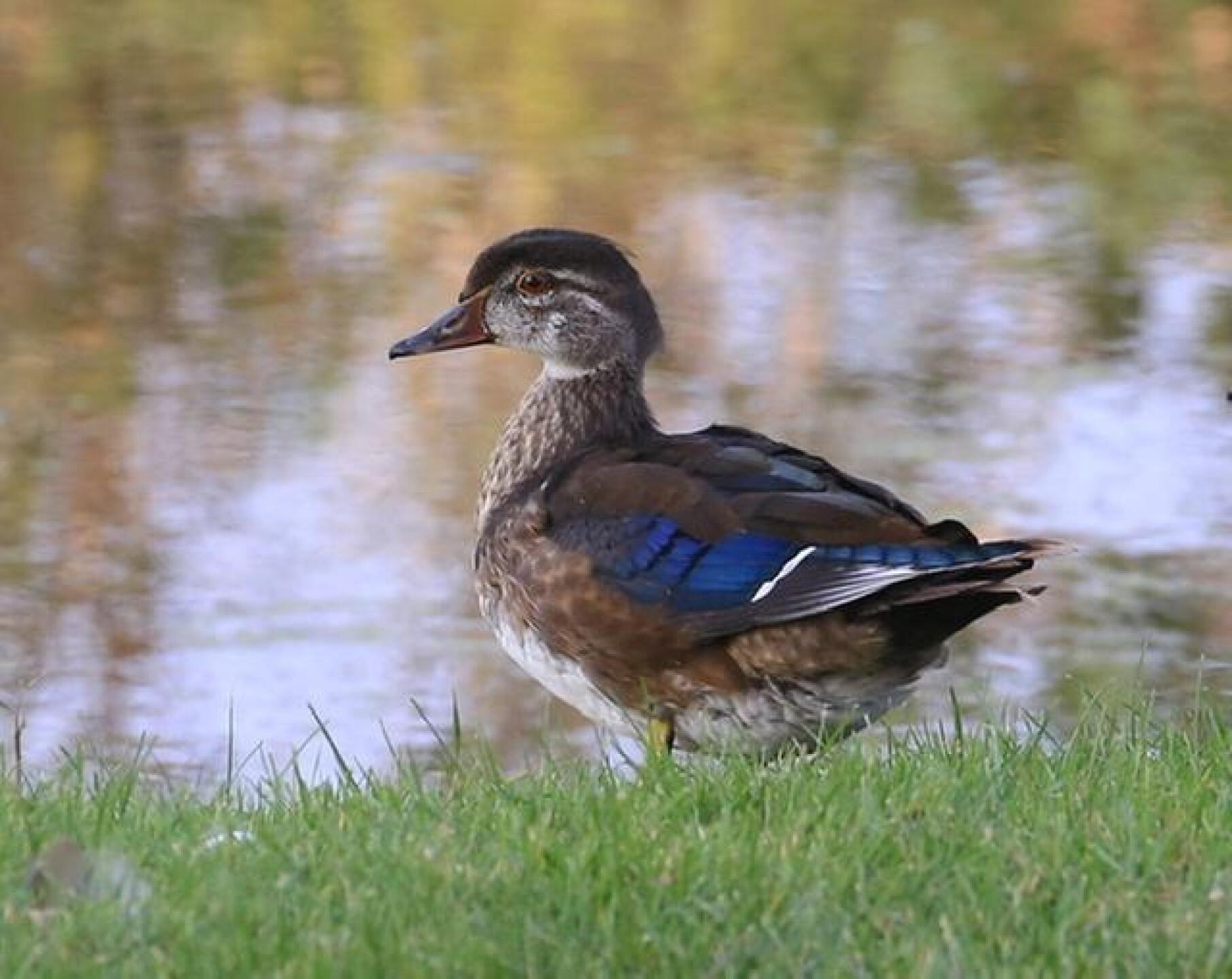 (Photo submitted by Garyacaley on 09/25/2020)