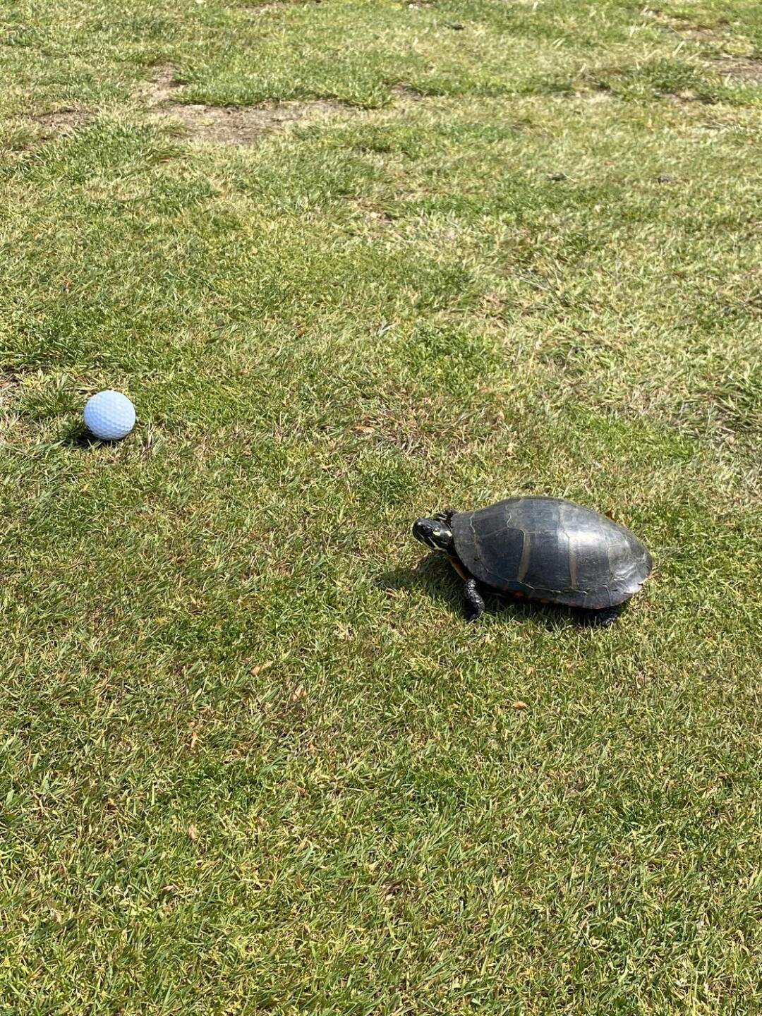 (Photo submitted by AverageGolfer1 on 05/24/2023)