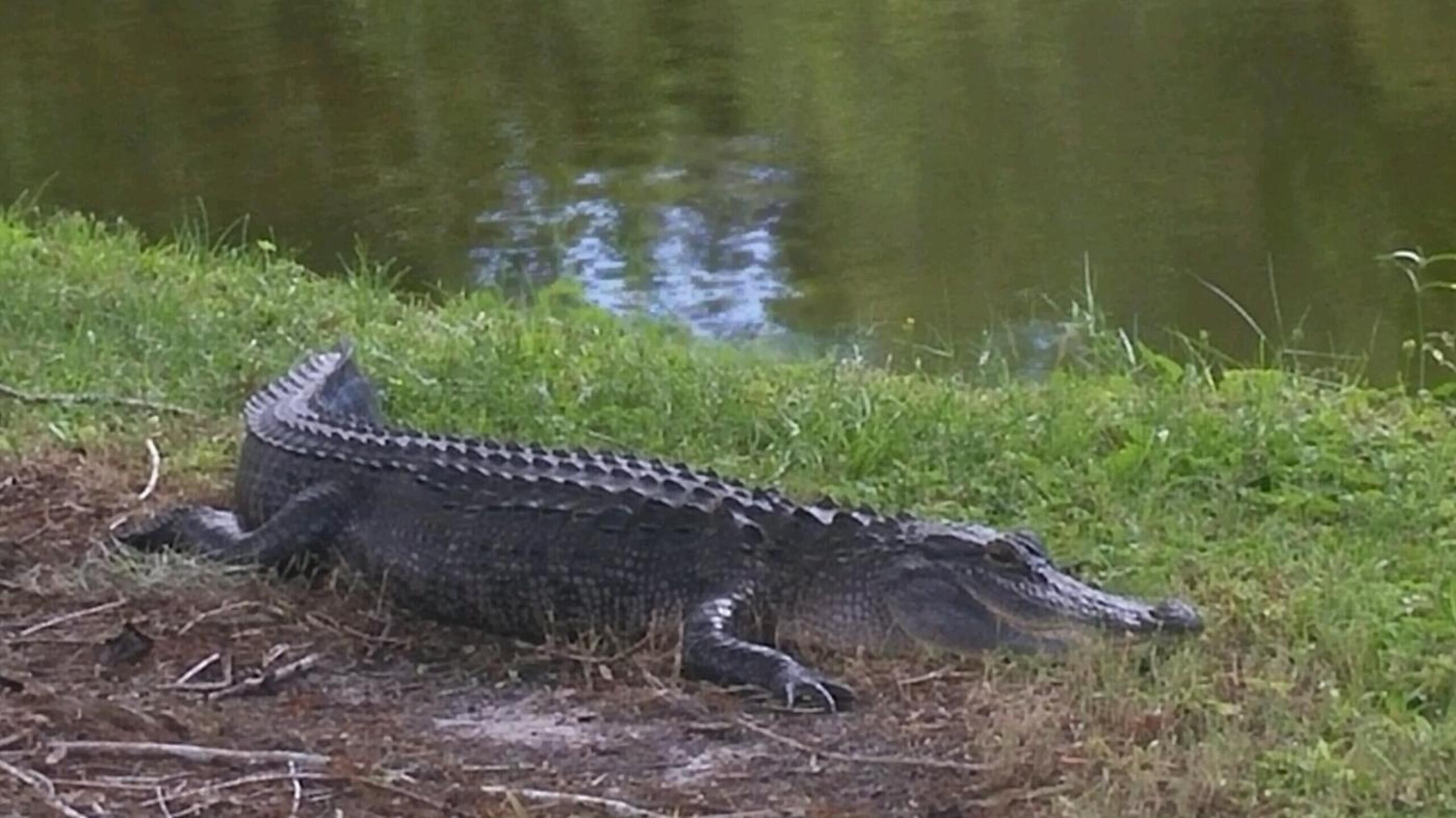 Boca Royale Gator (Photo submitted by CarstonSt on 08/15/2017)