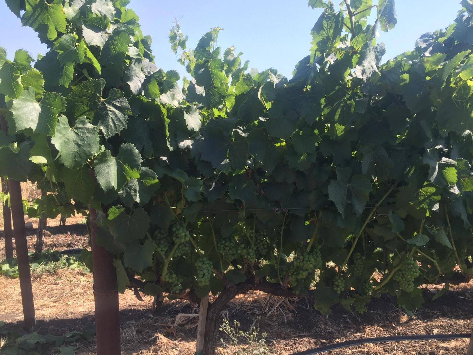 (Photo submitted by dpgolf2005 on 07/02/2016)