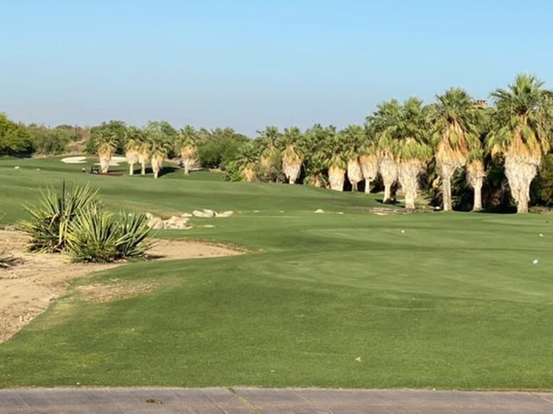 Never saw Palm Trees Au natural before!! Stunning (Photo submitted by bcoleman1 on 06/05/2020)