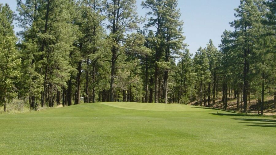 Bison GC #18