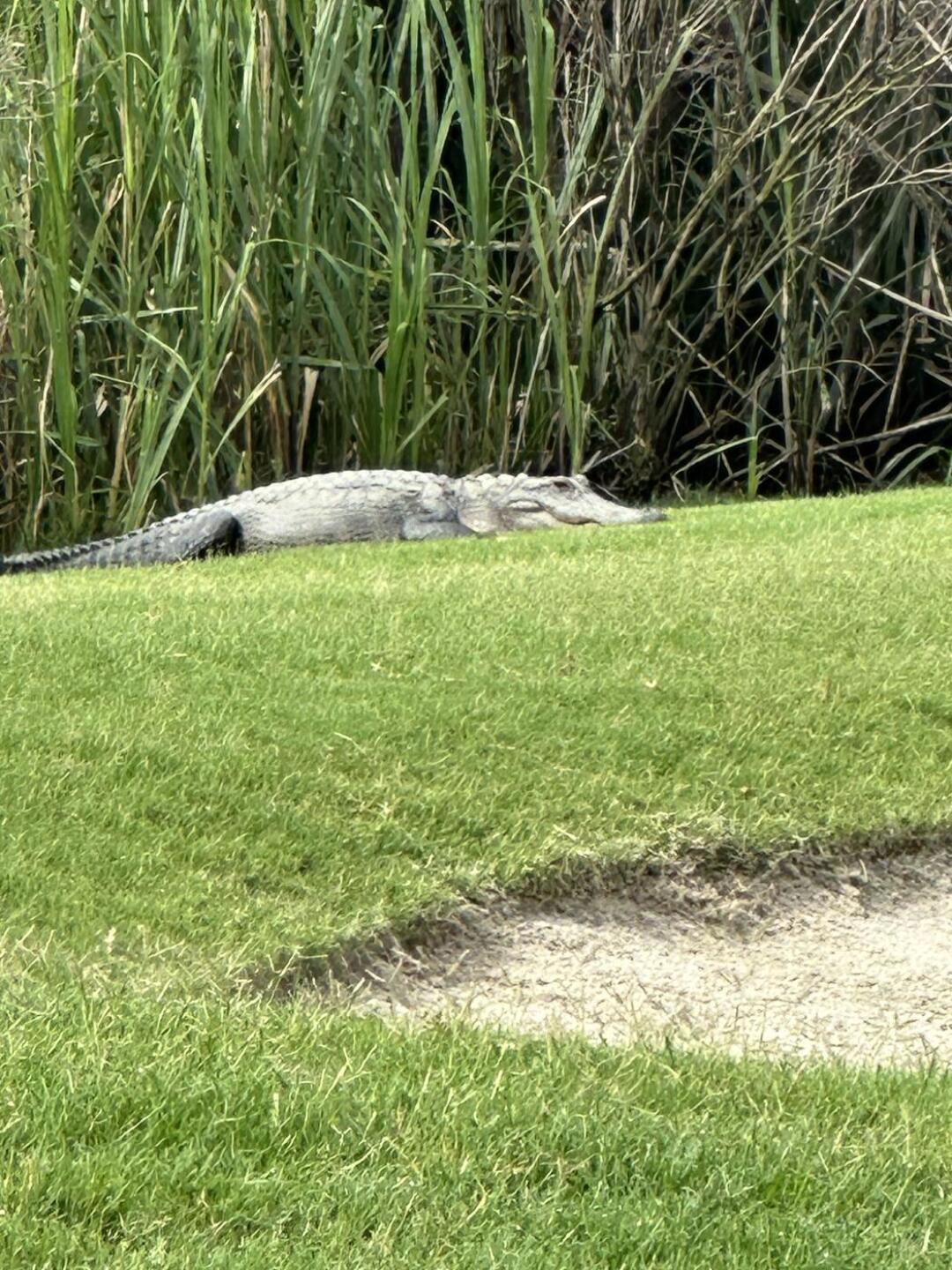 (Photo submitted by u880066072 on 05/29/2025)