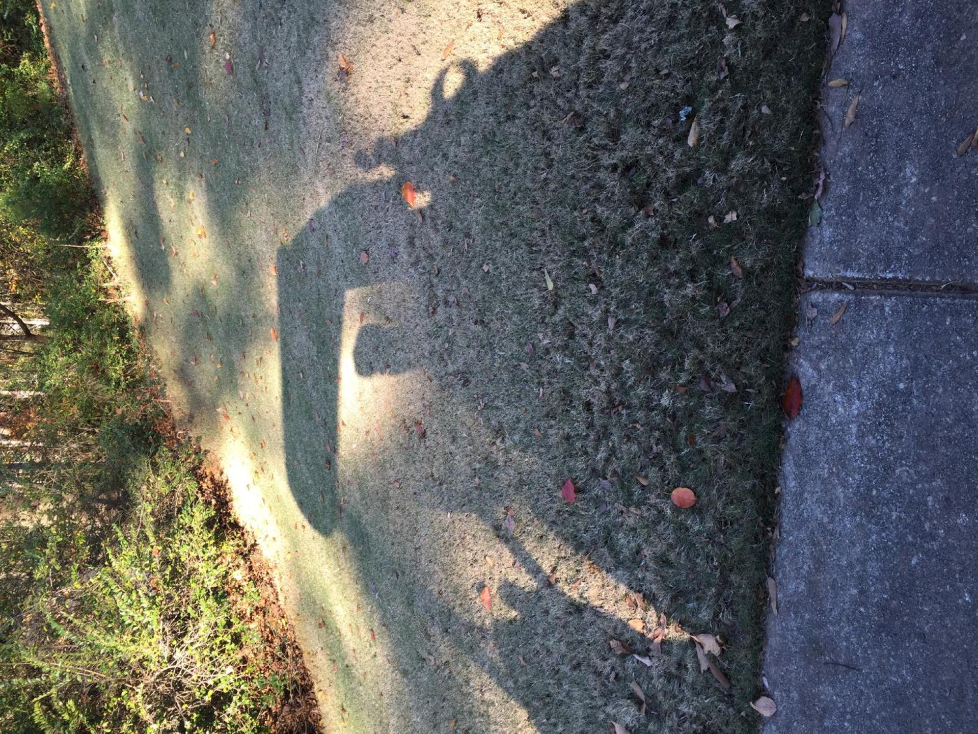 In the Shadow (Photo submitted by Penelopepapa on 12/05/2015)