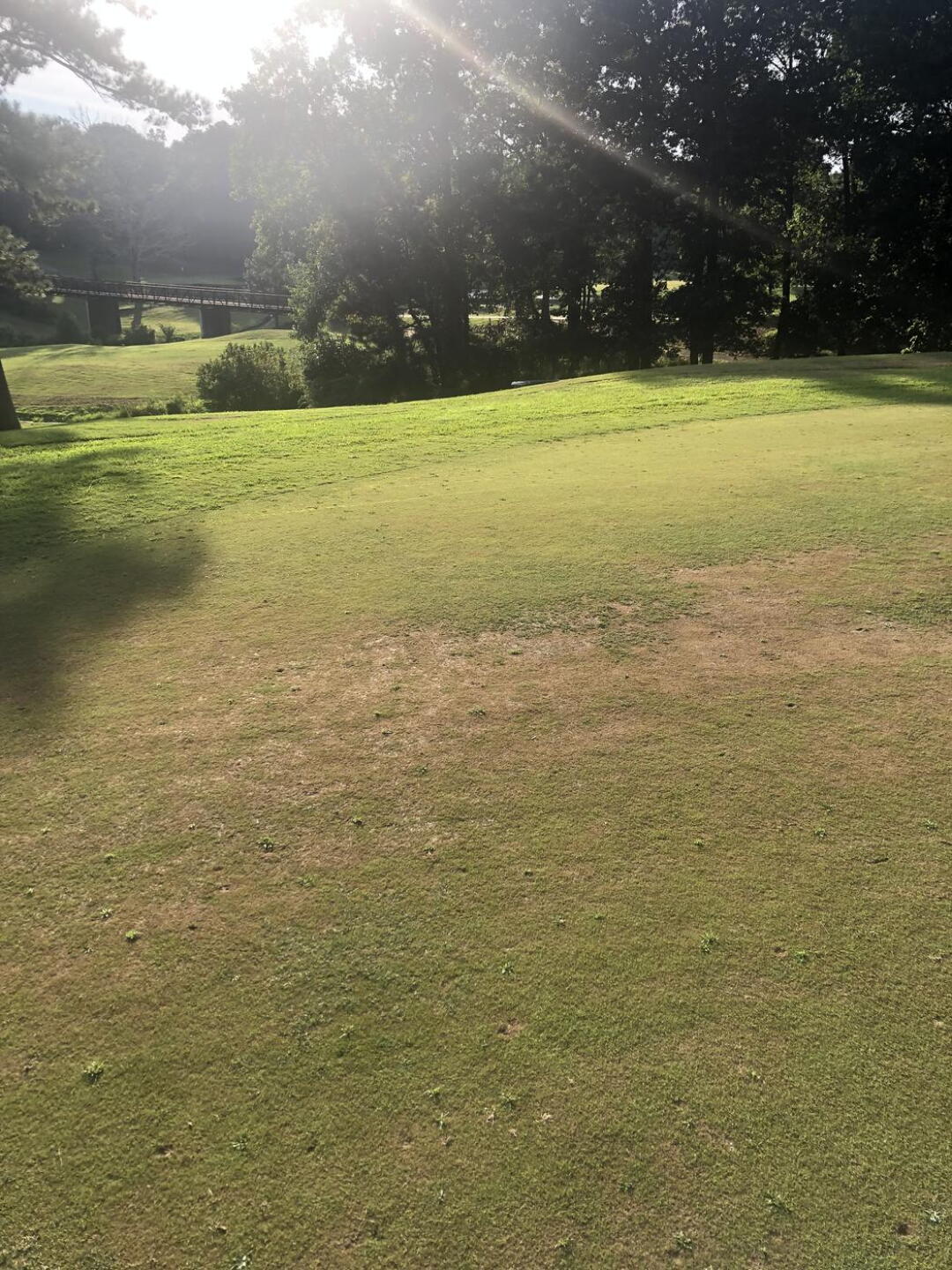 Photo of green (Photo submitted by jlweininger on 08/11/2024)