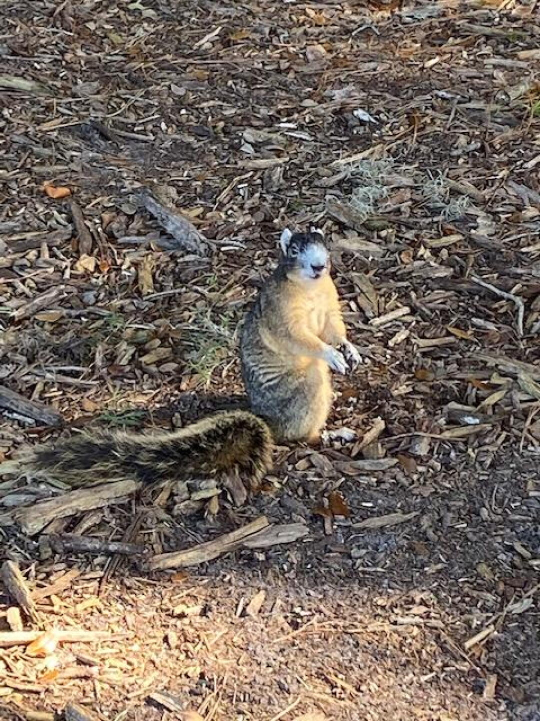 Even he is dumdfounded. (Photo submitted by rabeiro1972 on 11/22/2019)