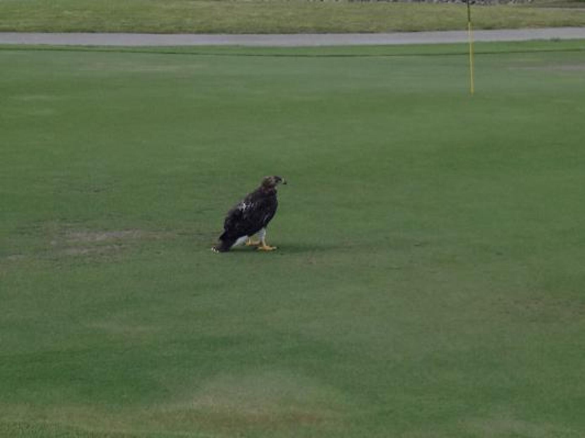 Broken wing Eagle (Photo submitted by andrecollin on 05/13/2014)
