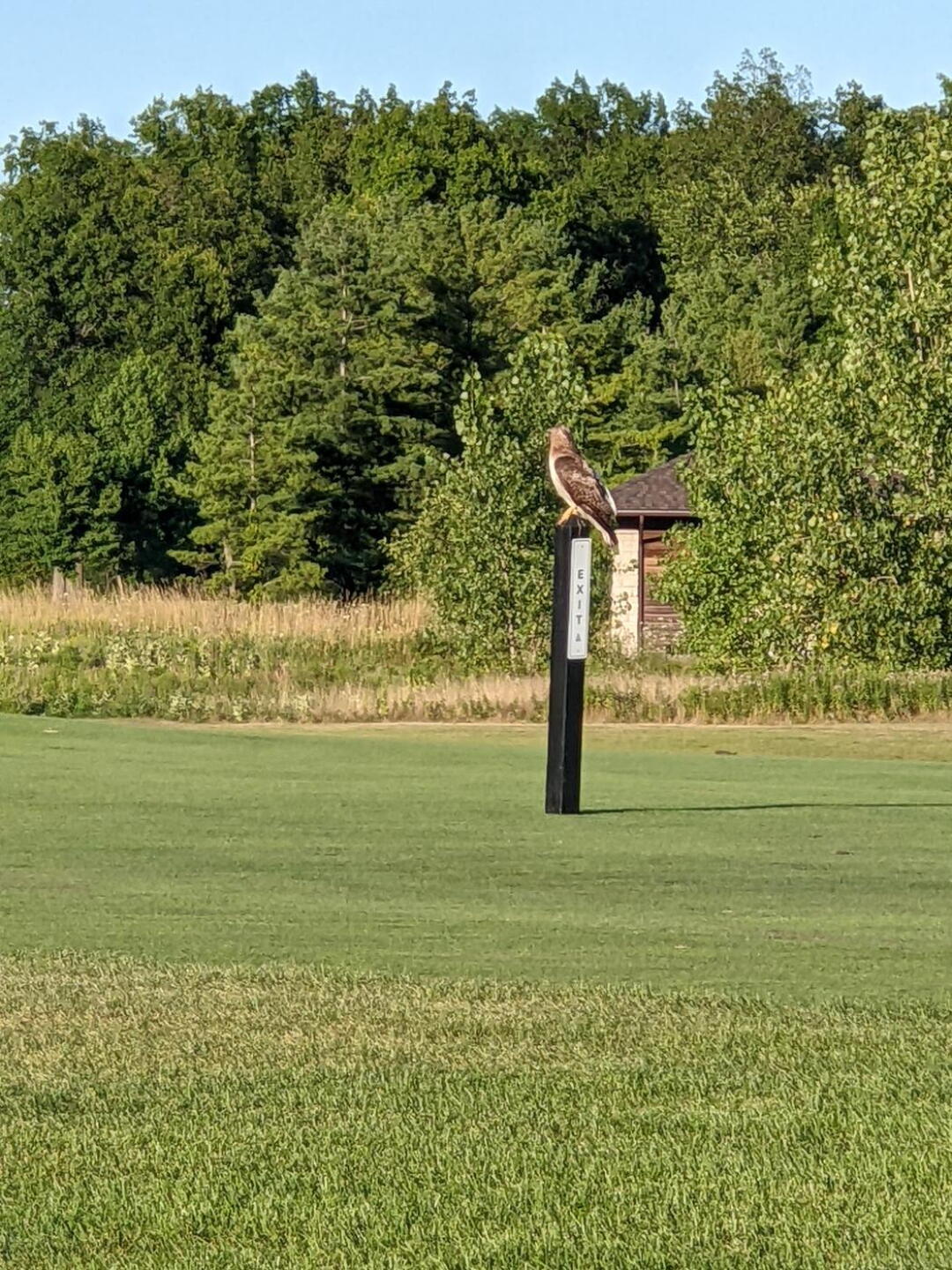 Red Tailed Hawk (Photo submitted by GBaxter2307 on 08/14/2022)