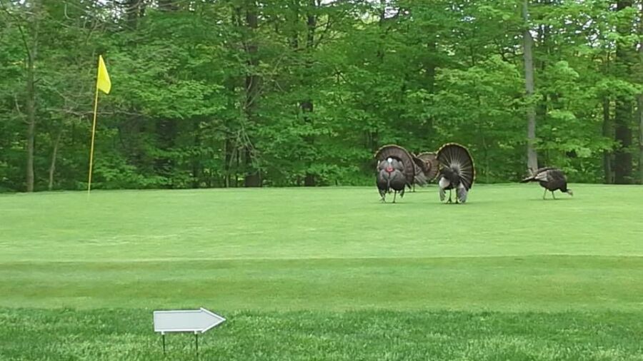 Hinckley Hills GC: #14