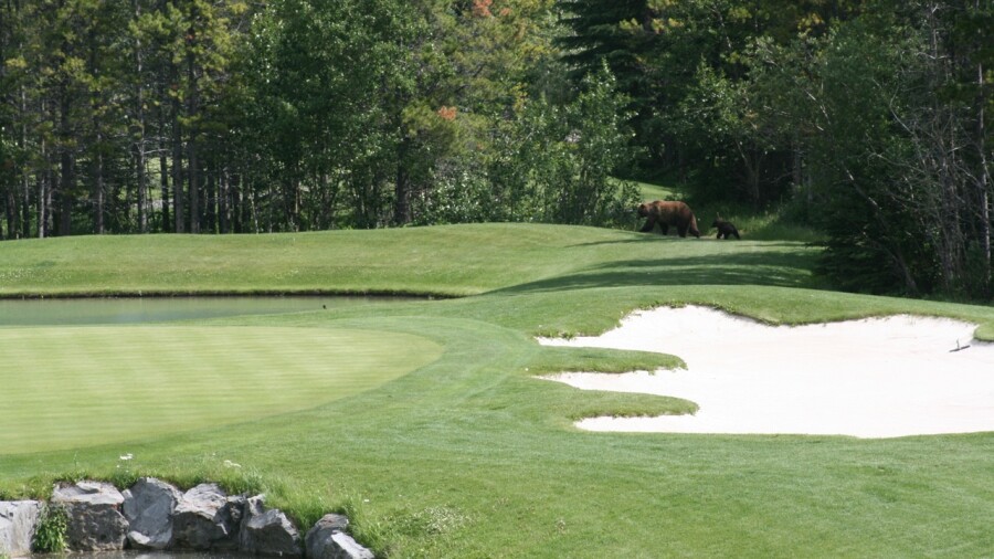 Kananaskis Country Golf Course - Mt. Kidd bear