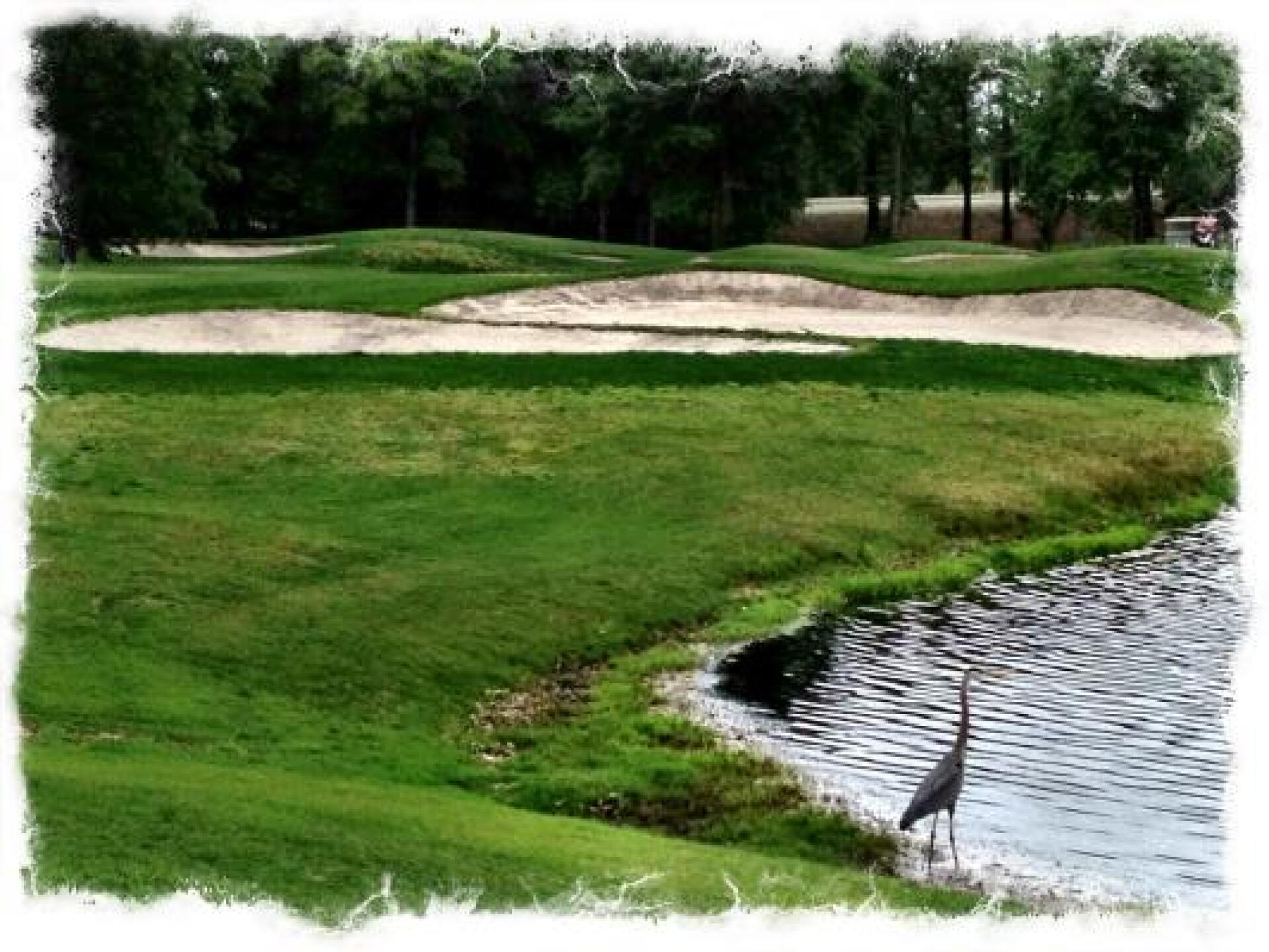 Grand heron withness! (Photo submitted by bigfrank25 on 05/05/2013)