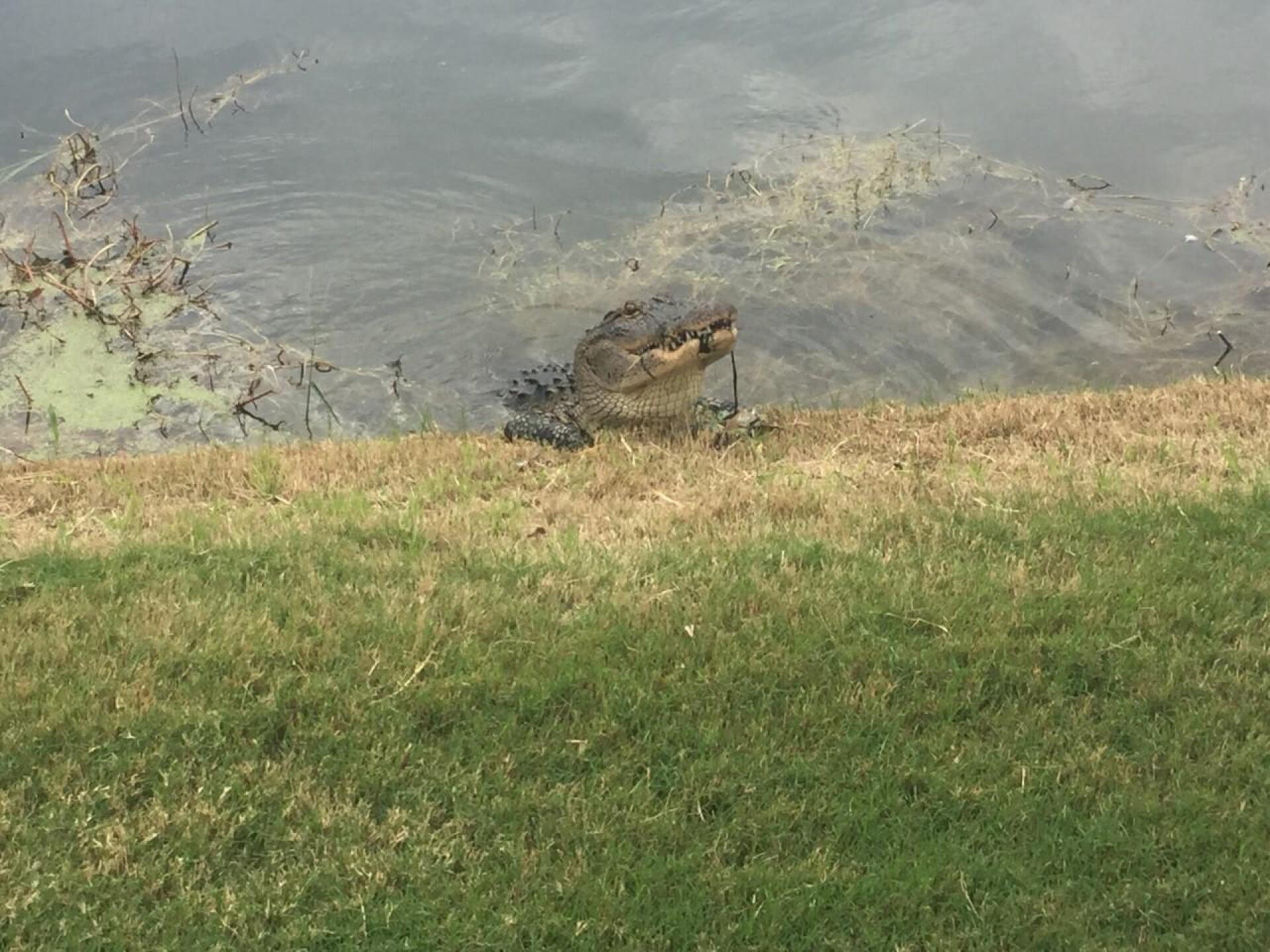 Feeding time on the 15th hole! (Photo submitted by JackStraw6 on 08/31/2017)