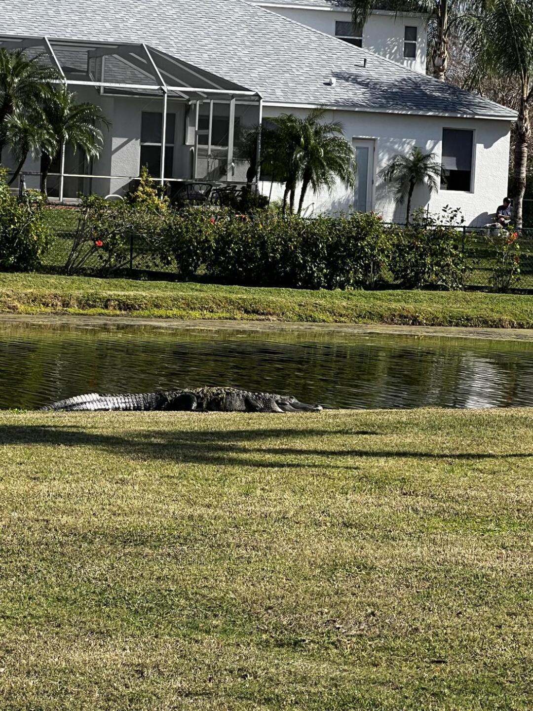 1st hole hater gator (Photo submitted by Paulbelford on 02/13/2024)